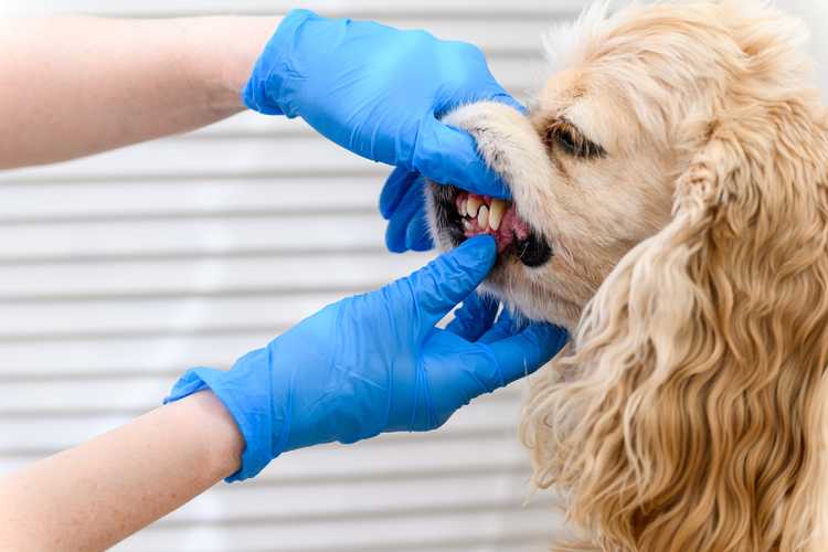 pet dental insurance