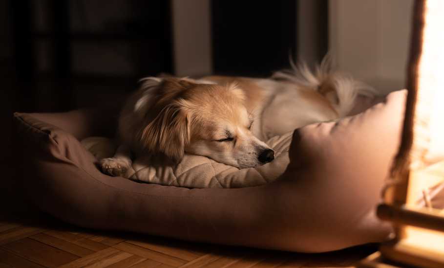 Dog sleeping in his bed