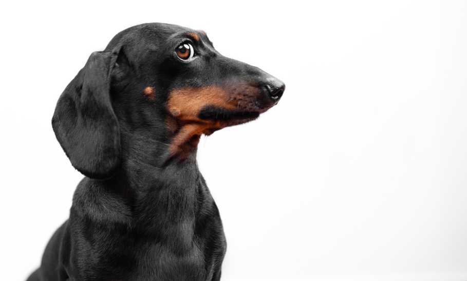 Profile of dachshund dog,