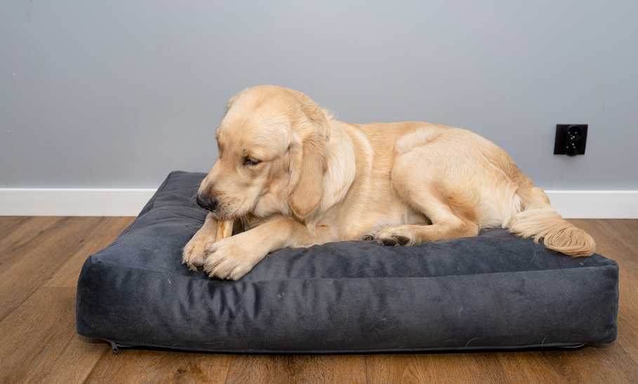 Best Dog Beds for Chewers