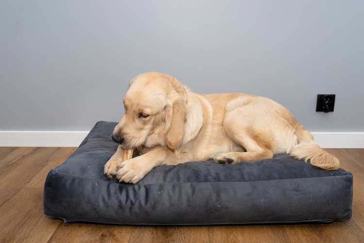 Best Dog Beds for Chewers