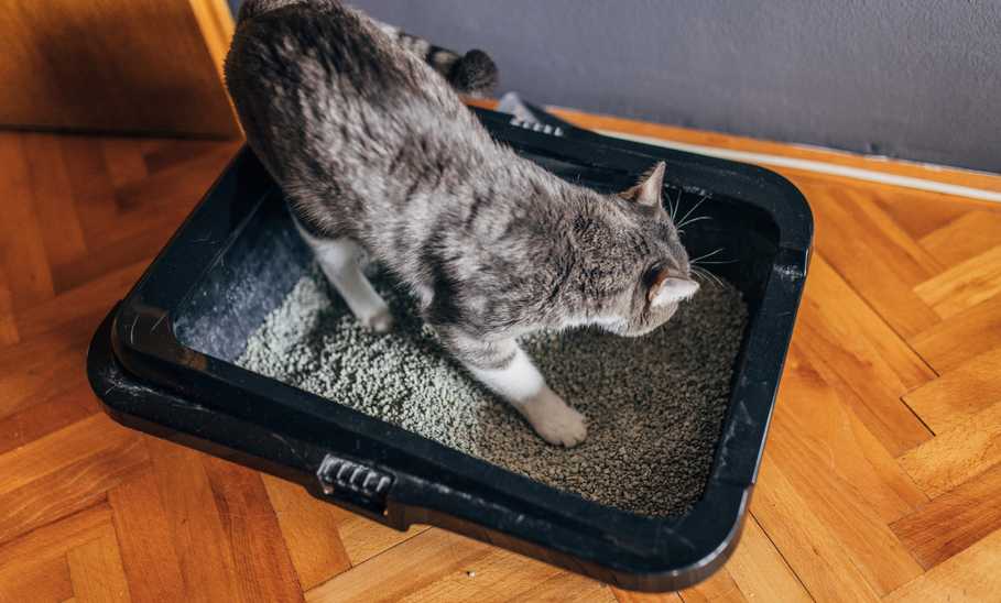 Where to Put a Cat Litter Box